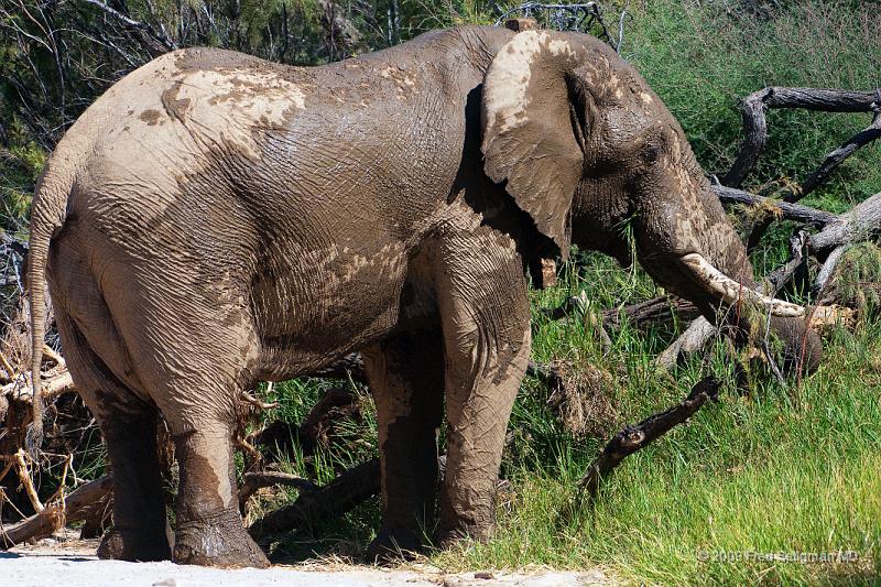 20090604_125318 D300 X1.jpg - Elephants